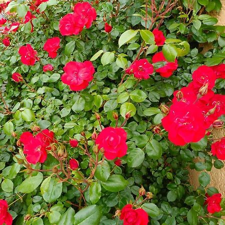 La Maison Des Roses Chadrac Exteriér fotografie