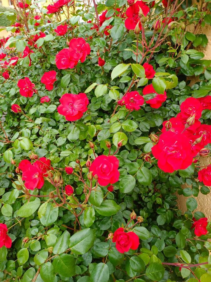 La Maison Des Roses Chadrac Exteriér fotografie